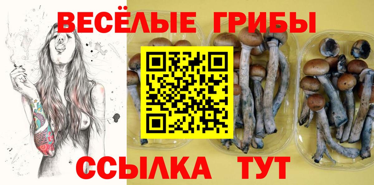 Псилоцибиновые грибы GOLDEN TEACHER Осинники